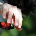 How Insect Decline Affects Food and Daily Life